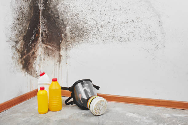 Best Crawl Space Mold Remediation in Highland Heights, KY