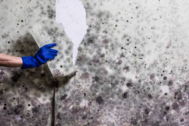 Best Kitchen Mold Remediation in Highland Heights, KY